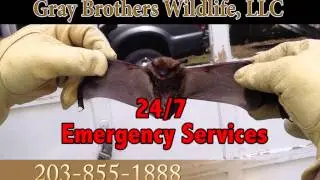 Gray Brothers Wildlife LLC - Bat Removal Specialist - Commercial