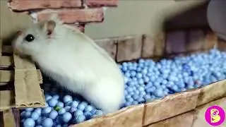 New video/Vicky Lucky/hamsters/labyrinth prison