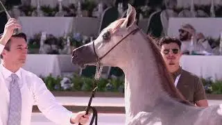 08 - BW NAJAH - AJMAN ARABIAN HORSE CHAMPIONSHIP 02 - 04 January  2026