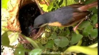 Mommy Ashy Wren Warbler feeding her babies!