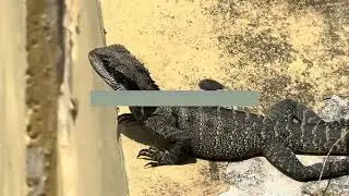 A dog and a water dragon at manly beach, Australia 