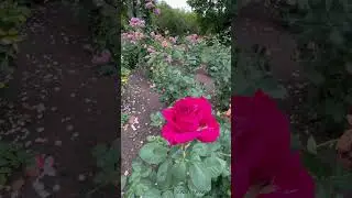 Roger&rsquo;s Rose Garden- Blooming Beauty at Hamilton Gardens