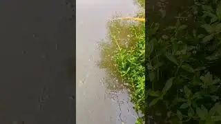 Mancing di Spot Rawa-rawa Sampai Double Strike Ikan Besar@jonespetualang