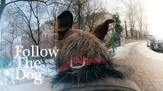 POV Walking My Dog For Background - Bumblebee -  No Talking (Budapest City Walk)