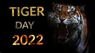 INTERNATIONAL TIGER DAY 2022  🐯 || TIGER DAY 2022 @WildPanthera  @AegleCreations