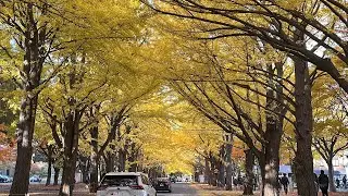 2025-11-04/05  札幌-北海道大學
