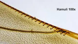 Insect wing hamuli