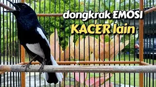 kacer GACOR dongkrak EMOSI kacer lain