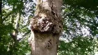 Burls - Bulbous Growth are Sought by Artists