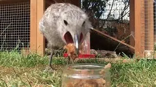 Teaching an Orphaned baby Seagull how to Fly & Swim