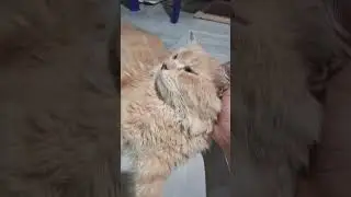 very warm and heart touching massage🫠🥰❤️ #cat #kitten #cute #pets #funny #animals