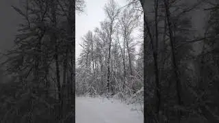 Зимний лес #природа #snow #природныепейзажи #снег #winter #зима #nature