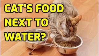 Любят ли кошки воду рядом с едой?