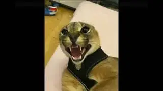 REAL hecker face reveal.........(beluga)