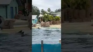 SeaWorld Orlando &hearts;️ #rescuecentre #seaworld #orlando #orlandoattractions #lenalunaeng