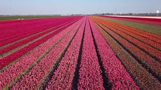 Tulpenveld West-Friesland