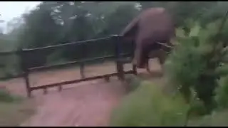 Elephant Can't Jump? No Problem &ndash; Genius Climb Over Fence Gets Stuck & Wins Anyway!