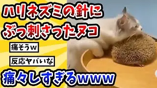 【2ch動物スレ総集編】ハリネズミの針にぶっ刺さったヌコ→痛々しすぎるｗｗｗｗｗ