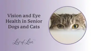 Vision and Eye Health in Senior Dogs and Cats