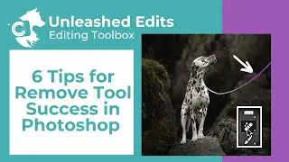 Pet Photography Editing | 6 Tips for Remove Tool Success in Photoshop