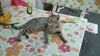 My cat's very funny. #animation #animals #funny #shortvideo #share