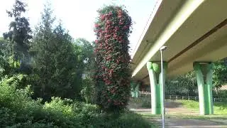 Milin - idealne pnącze na słup