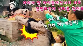 맙소사!!💥 아이바오 후이바오  루이바오가 빨간 단풍잎 선물에 신나서 서로 뒹굴고 장난치기 바빴어요🤣ㅋㅋ그러다가 후이가 강바오님 할부지 앞에서 바로 사고가 났어요