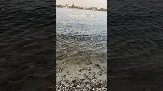 Exploring Dubai Creek Park Part2 #zywatraveldiary #explorer #travel #dubai #creek #shorts