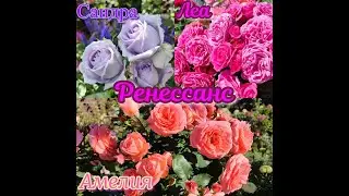 Amelia, Lea, and Sandra Renaissance roses in the Moscow region. Season 2024