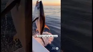 catch clean and cook 🦈 #deepseafishing #florida #tuna #sushi #fishing