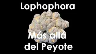 LOPHOPHORA 