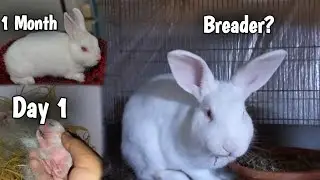Советы по выращиванию кроликов от 1 дня до 1 месяца / Выращивание кроликов 🐰 💖