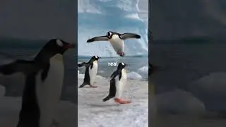 Animals Inusual