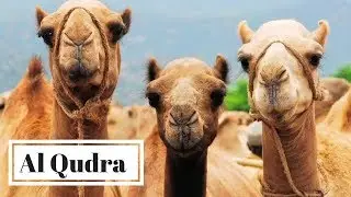 Seeing wild camels in al Qudra Desert | Szabina Travels