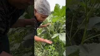 Gardening 🧑&zwj;🌾 #ytshorts #gardening #odia