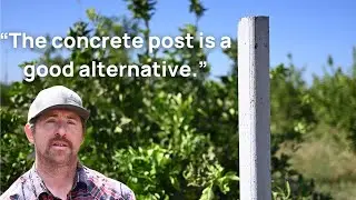 Fresno State olive field replaces old trellis end posts with concrete | Harvest Pillar
