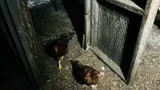 Coop update during super cold negative temps