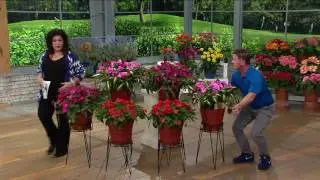 Roberta's 6-piece Compact and Colorful Sunpatiens on QVC