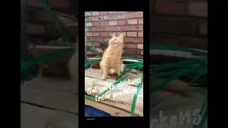 Salvation #cats #respect #shorts #little #protection