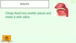 Core & Triple Science Biology Week 5 Lesson 1 Digestive System