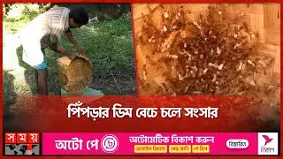 পিঁপড়ার ডিম বেচে চলে সংসার | Red Ant Egg Caviar | Khagrachari | Somoy TV