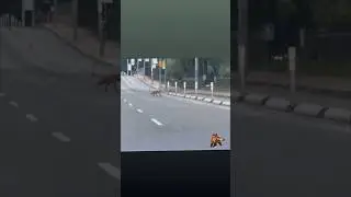 #6ix Fox