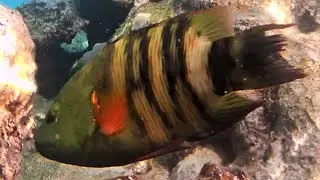 Smart broomtail wrasse female  (Cheilinus lunulatus) crashes a shell against rocks