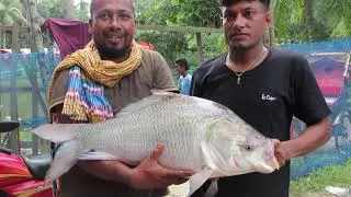 A monster catla fish caught by the lovely fish hunter in Rajshahi