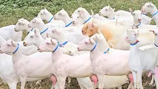Today Update Pure Russian Teddy Pregnant Goat | Teddy Goat Farming In Pakistan | 23 December 2025
