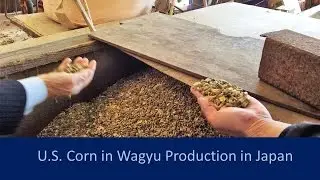 U S  Corn in Wagyu Production in Japan