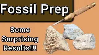 ⛏️Prepping⛏️ Three Awesome Fossils. &ldquo;With some surprising results&rdquo; #fossils #fossilprep #teamrockit