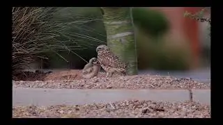 Burrowing Owls in Arizona