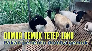 DOMBA GEMUK TETAP LAKU. PAKAN PENENTU DOMBA GEMUK