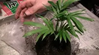 苔玉の作り方　How to make kokdama2